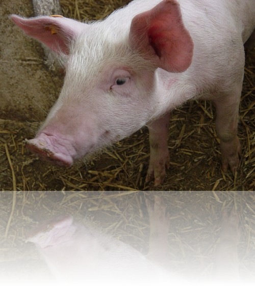 Le porcelet