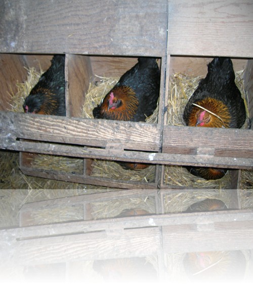 Les poules