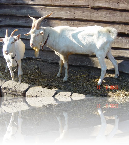 La chvre et le bouc