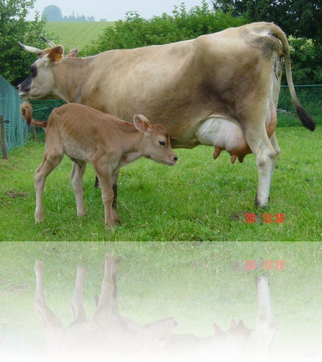 La vache et son veau en prairie