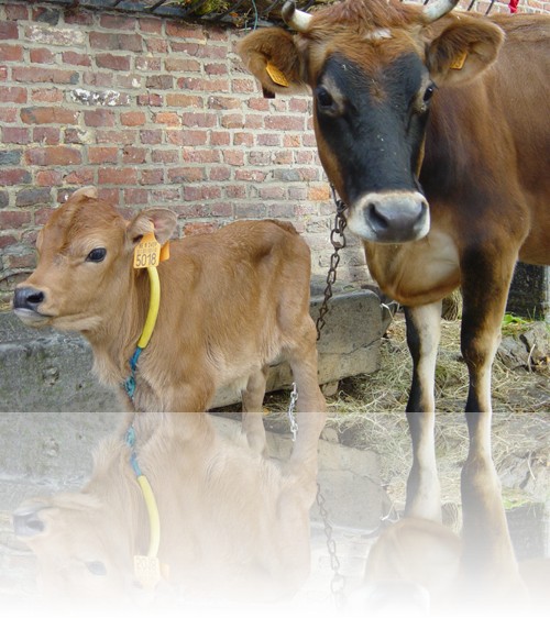 La vache et son veau  l'heure de la traite