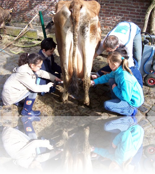 Les soins aux animaux